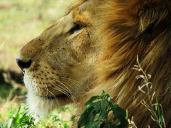 A close up of a lion in the grass. Nature animal lion. - PICRYL ...