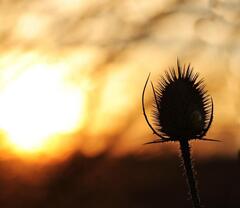 Free Stock Photo of Nature silhouette - Thistle | ...