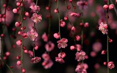 Nature Spring Blossoms Pink Sakuraative cherry blossoms and ...