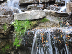 A stream of water flowing over rocks and grass. Nature waterfall ...