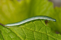 Caterpillar foodplants for garden butterflies - Discover Wildlife