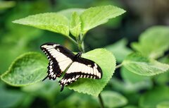 700+ Swallowtail & Butterflys - Pixabay