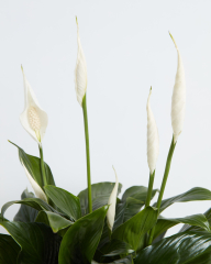 Peace Lily Care Guide: Easy Care Tips for a Vibrant Plant