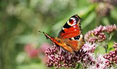 Brown Black and White Butterfly on Purple Flower Bud · Stock ...