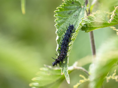 Caterpillar foodplants for garden butterflies - Discover Wildlife