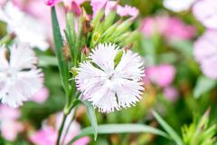 Perennial Dianthus: Plant Care & Growing Guide