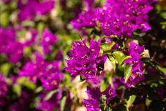 Purple Flowers in Close Up Photography · Stock Photo