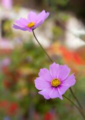 Purple Flowers Blooming on a Field Under Blue Sky · Stock Photo