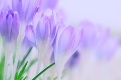 A Close-Up Shot of Purple Crocus Flowers · Stock Photo