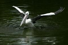 Black and White Long Beak Bird · Stock Photo