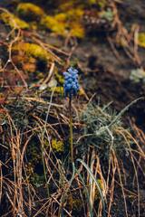 Field of Blue Flowers · Stock Photo