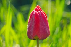 Close-Up Photo Of Red Flower in Bloom · Stock Photo