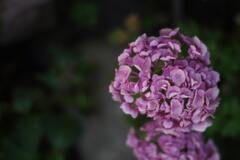 Pink Flowers in Close Up Photography · Stock Photo