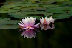 Pink Lotus Flowers on Water with Green Leaves · Stock Photo