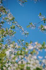 White Flowers on Tree Under Blue Sky · Stock Photo