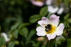 White Flowers in Tilt-Shift Lens · Stock Photo