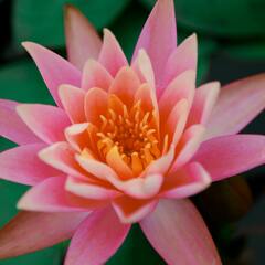 Close-Up Shot of a Water Lily · Stock Photo