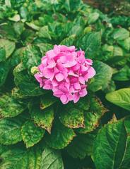 Pink Flowers in Close Up Photography · Stock Photo