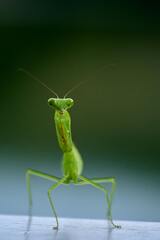 Green Praying Mantis on Green Background · Stock Photo