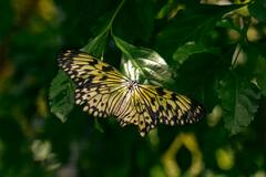 Hand Holding Lime Butterfly · Stock Photo