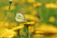 Close-up of a white Butterfly on a Flower · Stock Photo