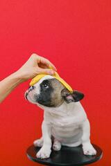 White Short Coated Dog · Stock Photo