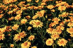 Yellow Flowers in Tilt Shift Lens · Stock Photo