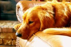 Golden Retriever Photos, The BEST Golden Retriever ...