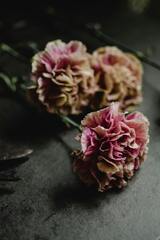 Pink Carnation Flowers in Close-Up Photography · Stock Photo