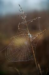 A Skeleton Covered with Spider Web · Stock Photo