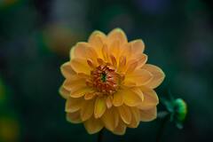 Yellow Dahlia Flower With Pink Edged Petals And Green Background