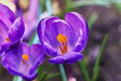 Purple Crocus in Bloom · Stock Photo