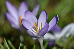 Purple Crocus in Bloom · Stock Photo