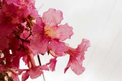 Pink Flowers in Close-Up Photography · Stock Photo