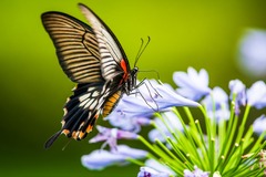 Close-Up Shot of a Butterfly Perched on Blue Flowers · Stock ...