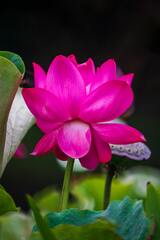 Nelumbo nucifera