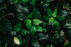 Close-up of Green Leaves · Stock Photo