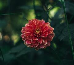 Close Up Photography of Red Petaled Flower · Stock Photo