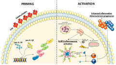 Pharmaceuticals |-Text | Inflammasomes in ...