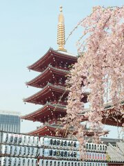 Cherry Blossom Japan | s on Unsplash