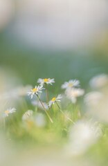 White and yellow flowers in tilt shift lens photo – Grey ...