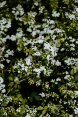 White flowers with green leaves photo – Grey on Unsplash