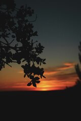 Silhouette of tree during sunset photo – España on Unsplash