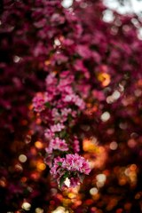 Pink and white flowers in tilt shift lens photo – Minnesota ...