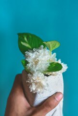 Person holding white flower with green leaves photo – ...