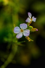 Purple flower in tilt shift lens photo – India on Unsplash