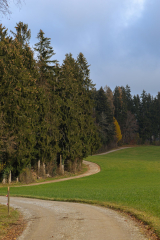 Green grass field and trees under white sky photo – Forest ...