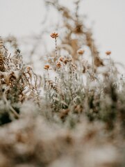 Brown and white flowers in tilt shift lens photo – Outdoors ...