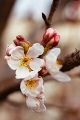 White and pink flowers in tilt shift lens photo – Nature ...