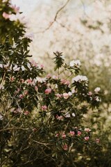 White and pink flowers in tilt shift lens photo – Bloom ...